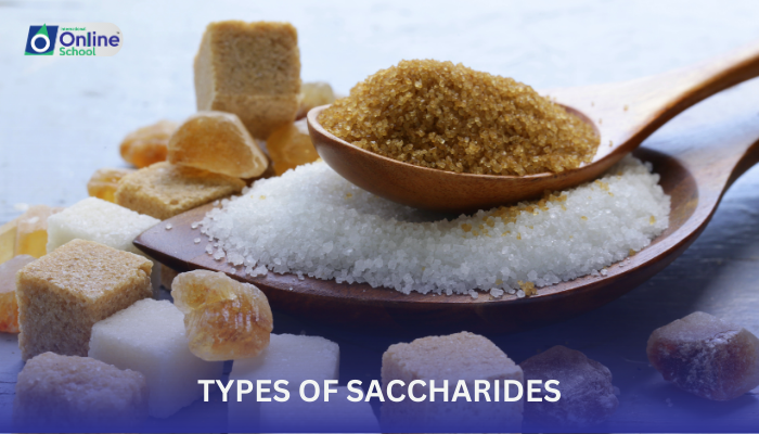 Lesson 01: Types of Saccharides